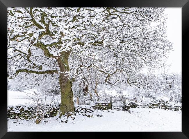 Winter Tree.  Framed Print by Ros Crosland