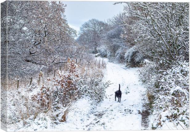 A winter dog walk.  Canvas Print by Ros Crosland
