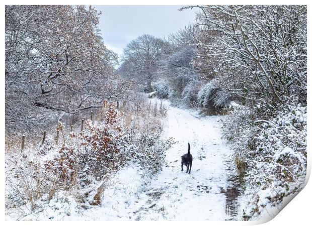 A winter dog walk.  Print by Ros Crosland