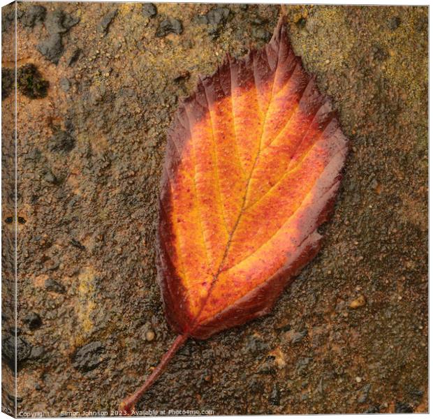 Autumn leaf Canvas Print by Simon Johnson