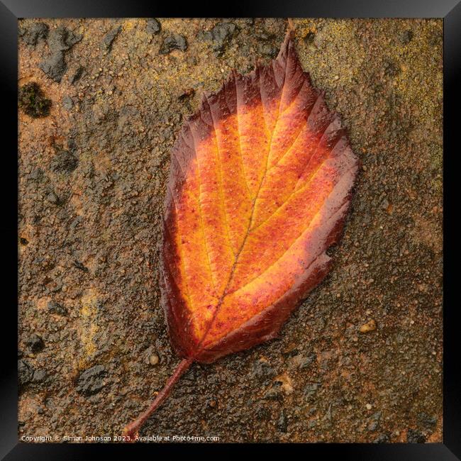 Autumn leaf Framed Print by Simon Johnson