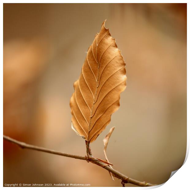 bronze leaf Print by Simon Johnson