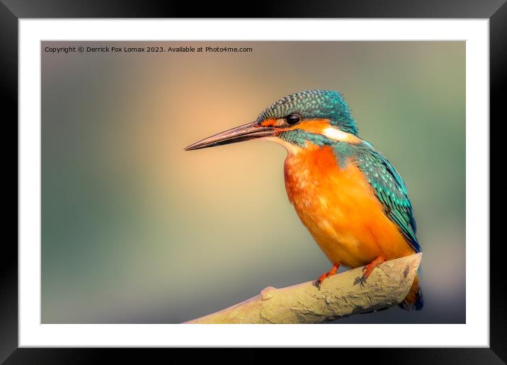 Kingfisher perching Framed Mounted Print by Derrick Fox Lomax