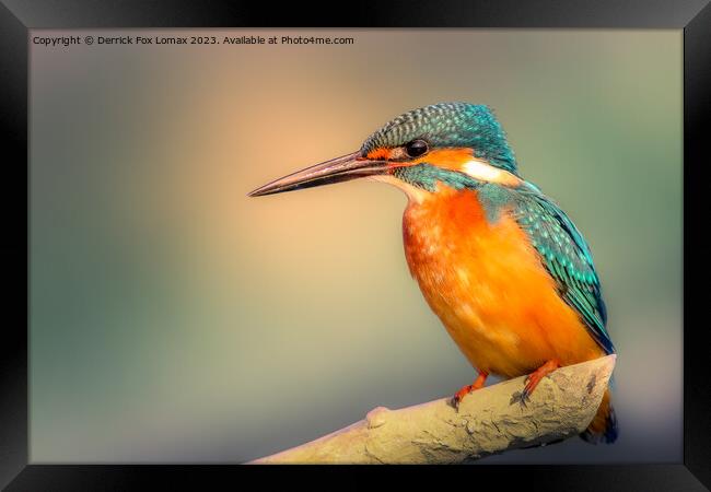 Kingfisher perching Framed Print by Derrick Fox Lomax