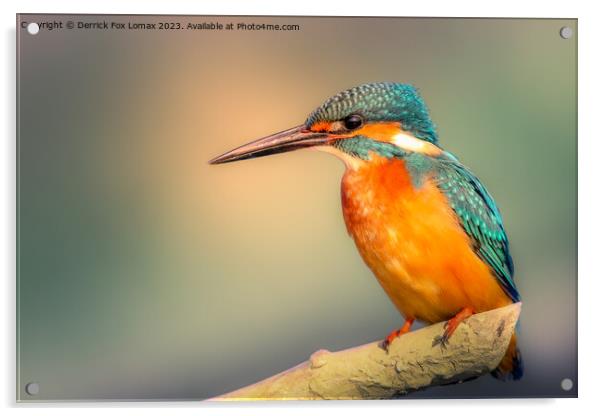Kingfisher perching Acrylic by Derrick Fox Lomax