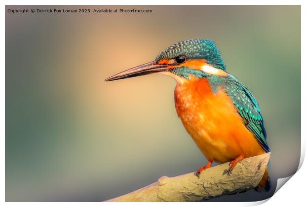 Kingfisher perching Print by Derrick Fox Lomax