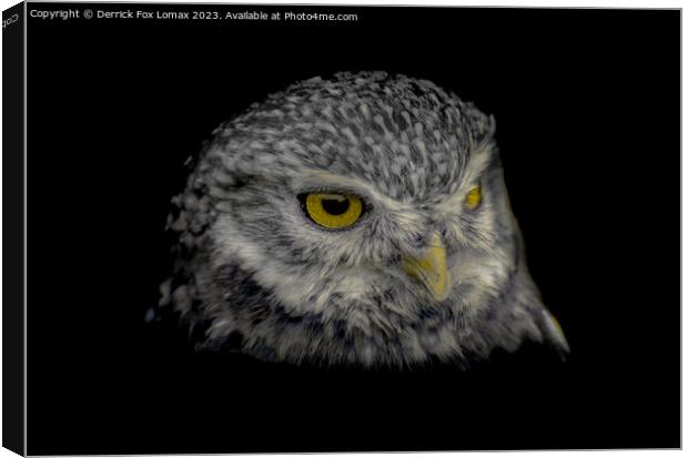 Little Owl Portrait Canvas Print by Derrick Fox Lomax