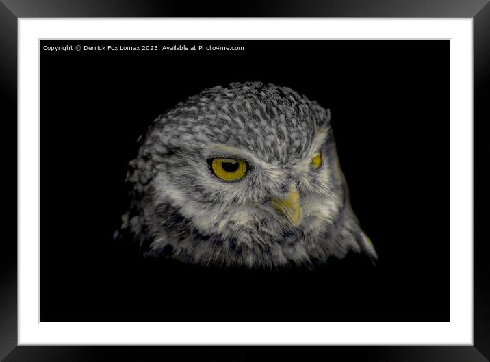 Little Owl Portrait Framed Mounted Print by Derrick Fox Lomax