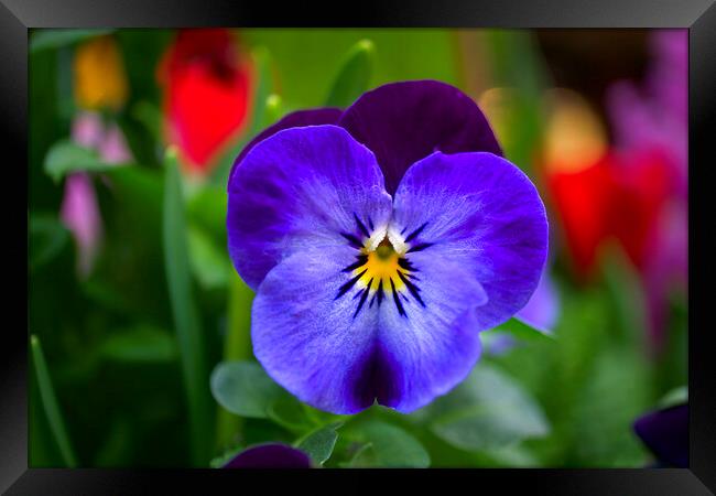 Pansy Perfection Framed Print by Alison Chambers