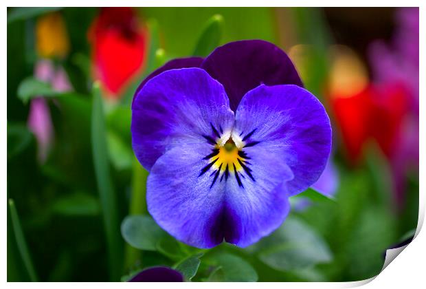 Pansy Perfection Print by Alison Chambers