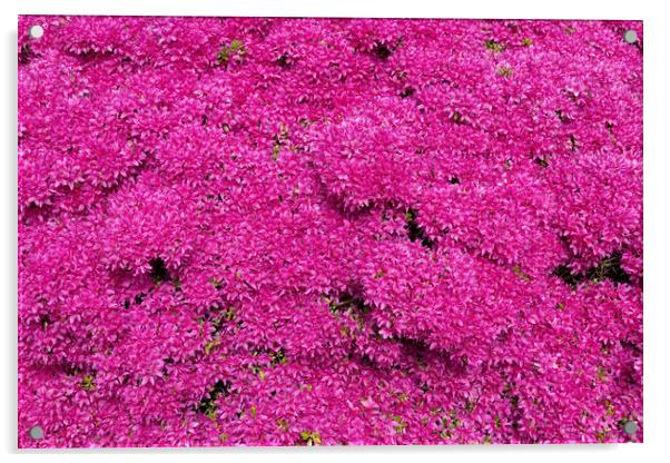 Rhododendron Hatsugiri Flowers Background Acrylic by Artur Bogacki