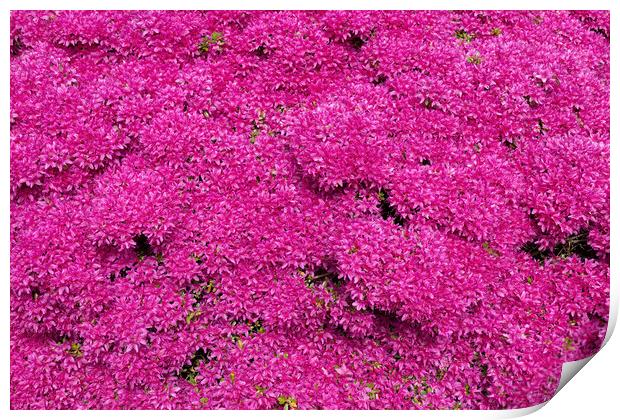 Rhododendron Hatsugiri Flowers Background Print by Artur Bogacki