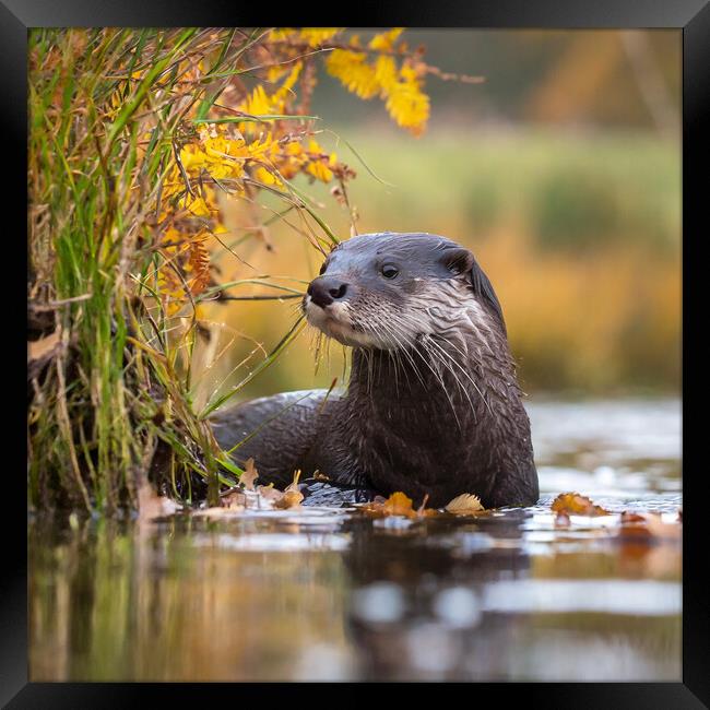 Otter in Autumn. Framed Print by Colin Allen