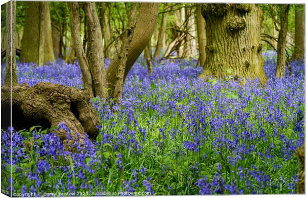 Bluebell Wood Canvas Print by Darryl Bristow