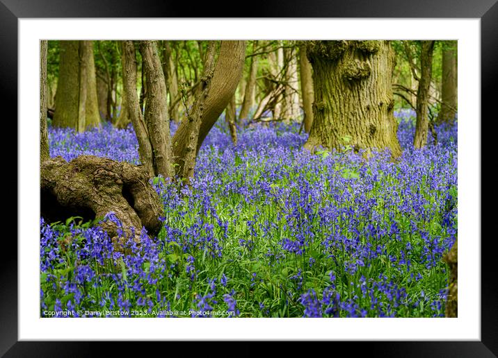 Bluebell Wood Framed Mounted Print by Darryl Bristow