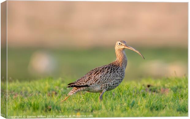 Curlew In The Last Light  Canvas Print by Darren Wilkes
