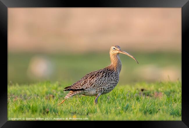 Curlew In The Last Light  Framed Print by Darren Wilkes