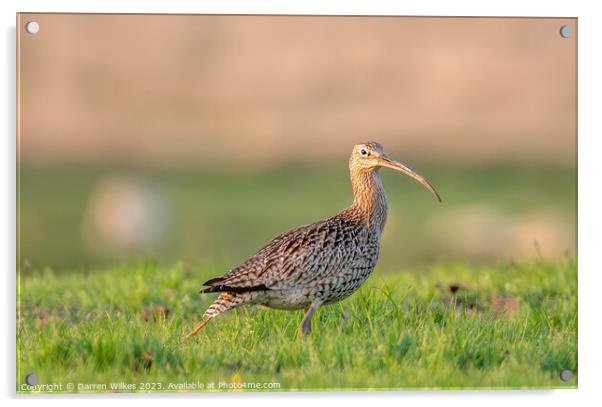 Curlew In The Last Light  Acrylic by Darren Wilkes