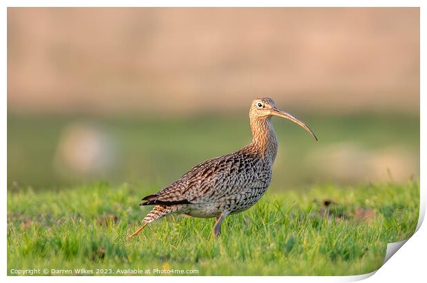 Curlew In The Last Light  Print by Darren Wilkes