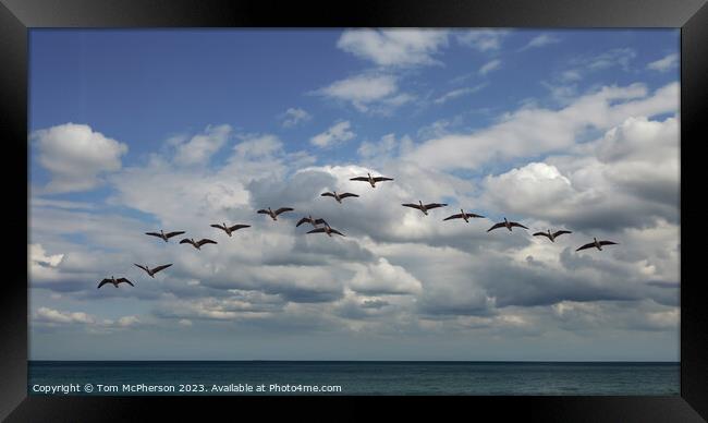 Canada Geese in Flight Framed Print by Tom McPherson