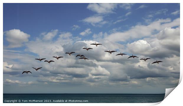Canada Geese in Flight Print by Tom McPherson