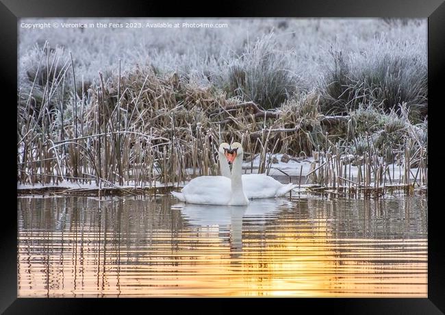 Swan Winter Love Framed Print by Veronica in the Fens