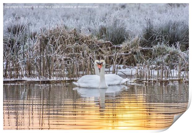 Swan Winter Love Print by Veronica in the Fens