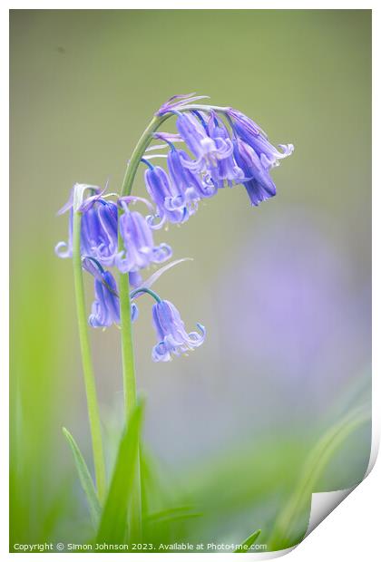 Plant flower Print by Simon Johnson