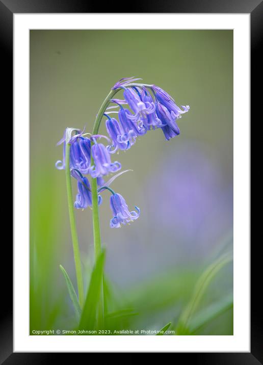 Plant flower Framed Mounted Print by Simon Johnson