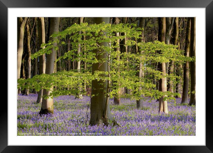 Bluebell woodland Framed Mounted Print by Simon Johnson