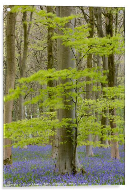 Bluebell woodland Acrylic by Simon Johnson