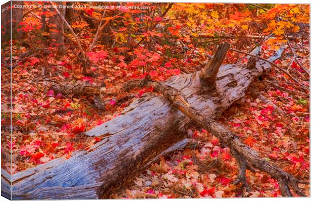 Autumn colours in Oak Creek Canyon, Sedona Canvas Print by Derek Daniel