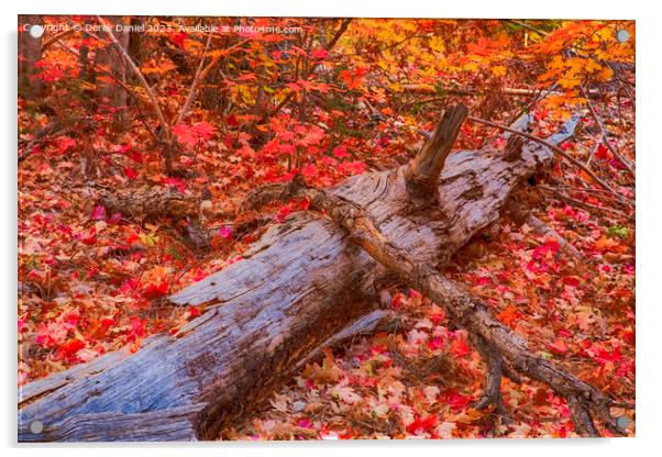 Autumn colours in Oak Creek Canyon, Sedona Acrylic by Derek Daniel