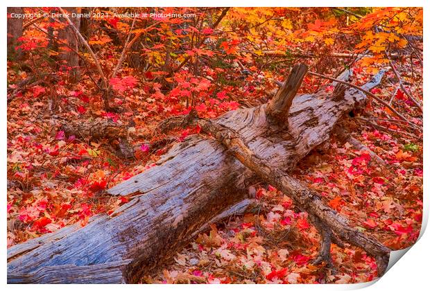 Autumn colours in Oak Creek Canyon, Sedona Print by Derek Daniel