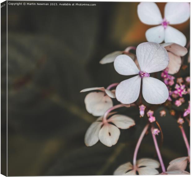 Whites and Pinks Canvas Print by Martin Newman