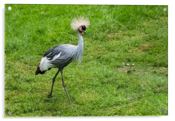 Grey Crowned Crane Acrylic by Artur Bogacki