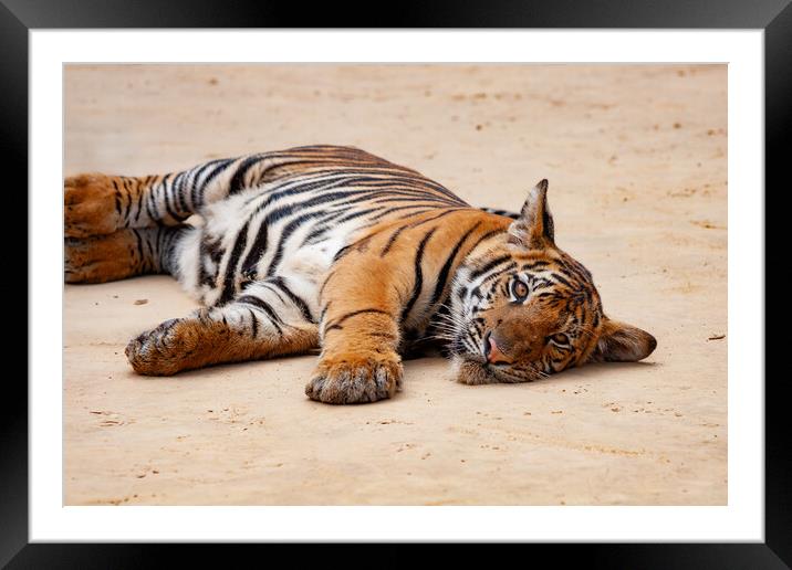 Indochinese Tiger Juvenile Framed Mounted Print by Artur Bogacki