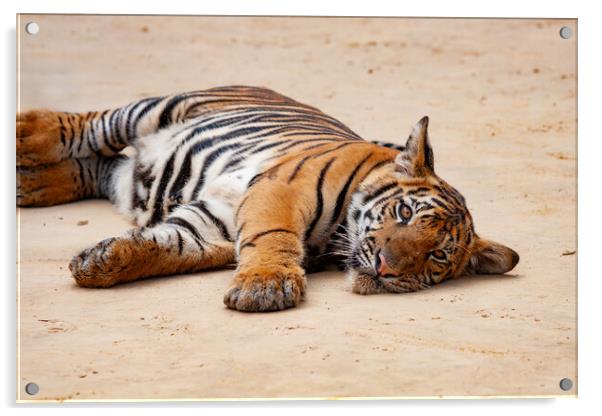 Indochinese Tiger Juvenile Acrylic by Artur Bogacki
