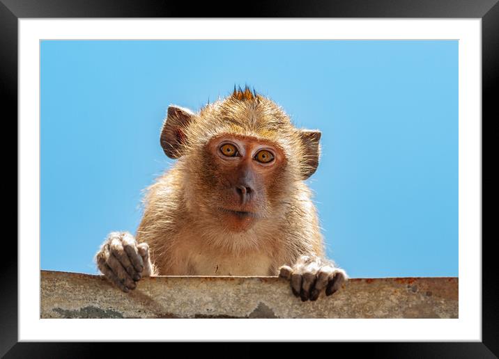 Portrait of Crab-eating Macaque Framed Mounted Print by Artur Bogacki