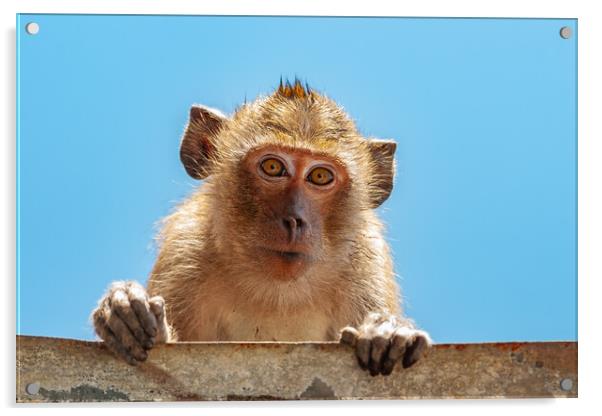 Portrait of Crab-eating Macaque Acrylic by Artur Bogacki