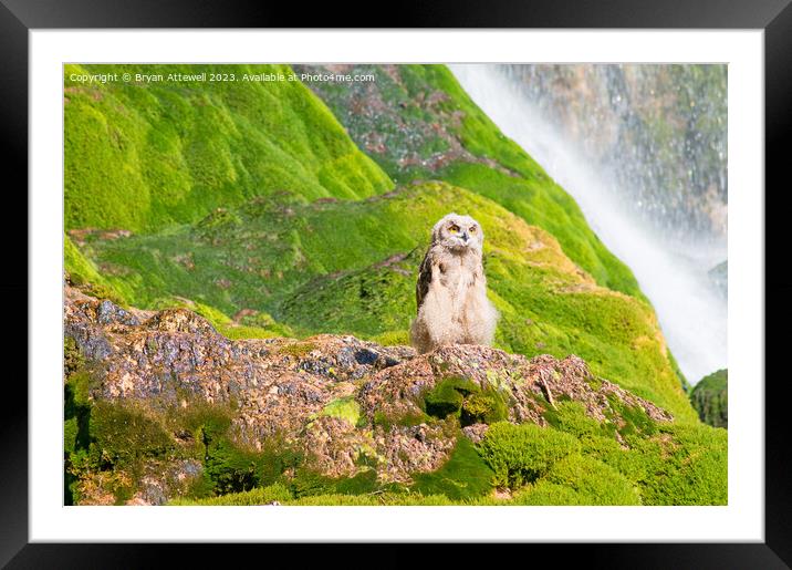 Eurasian eagle owl Framed Mounted Print by Bryan Attewell