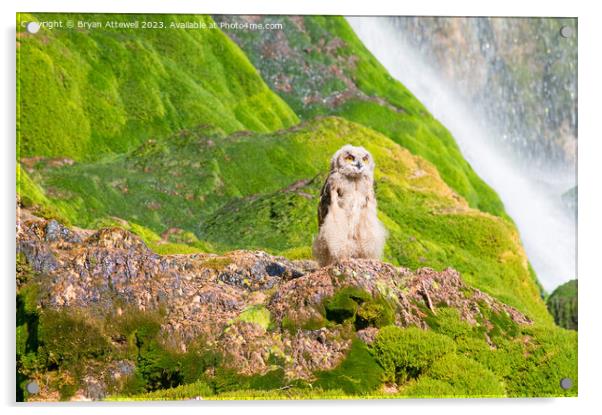 Eurasian eagle owl Acrylic by Bryan Attewell