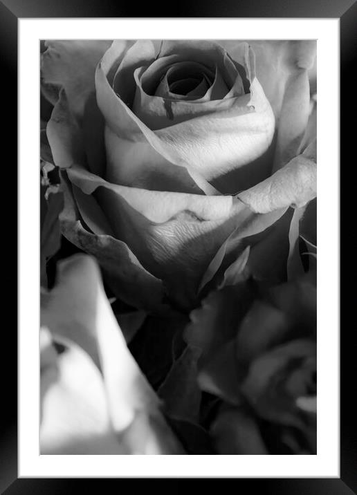 Roses Mono Framed Mounted Print by Glen Allen
