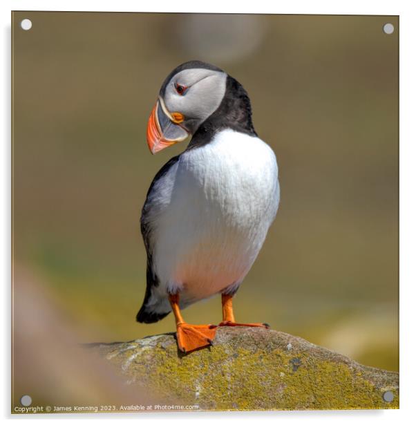 Farne Island Puffin Acrylic by James Kenning