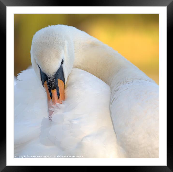 Swan grooming itself Framed Mounted Print by James Kenning