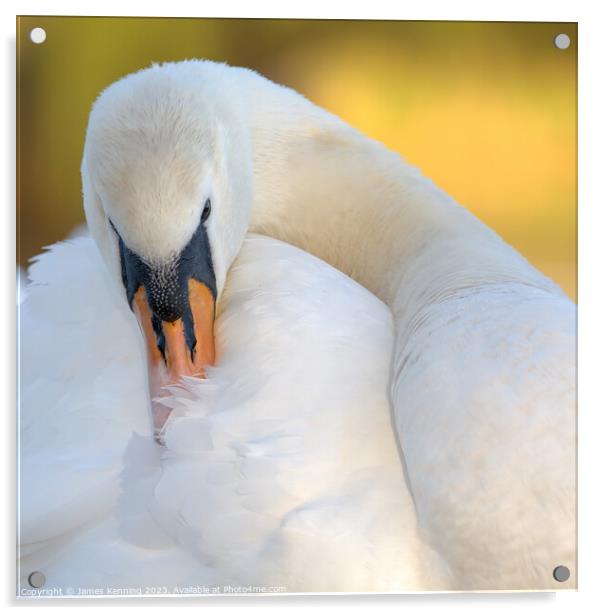 Swan grooming itself Acrylic by James Kenning