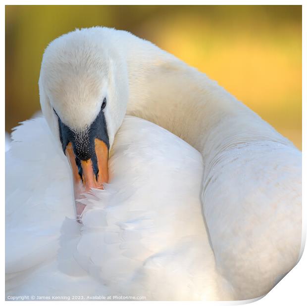 Swan grooming itself Print by James Kenning