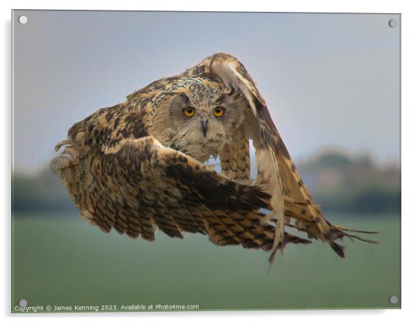 Eurasian Eagle Owl mid-flight Acrylic by James Kenning