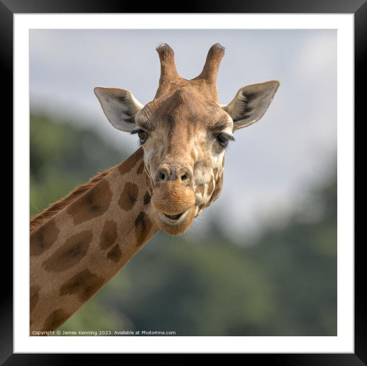 Comedy giraffe portrait Framed Mounted Print by James Kenning