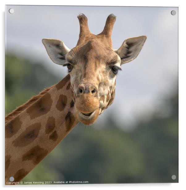Comedy giraffe portrait Acrylic by James Kenning